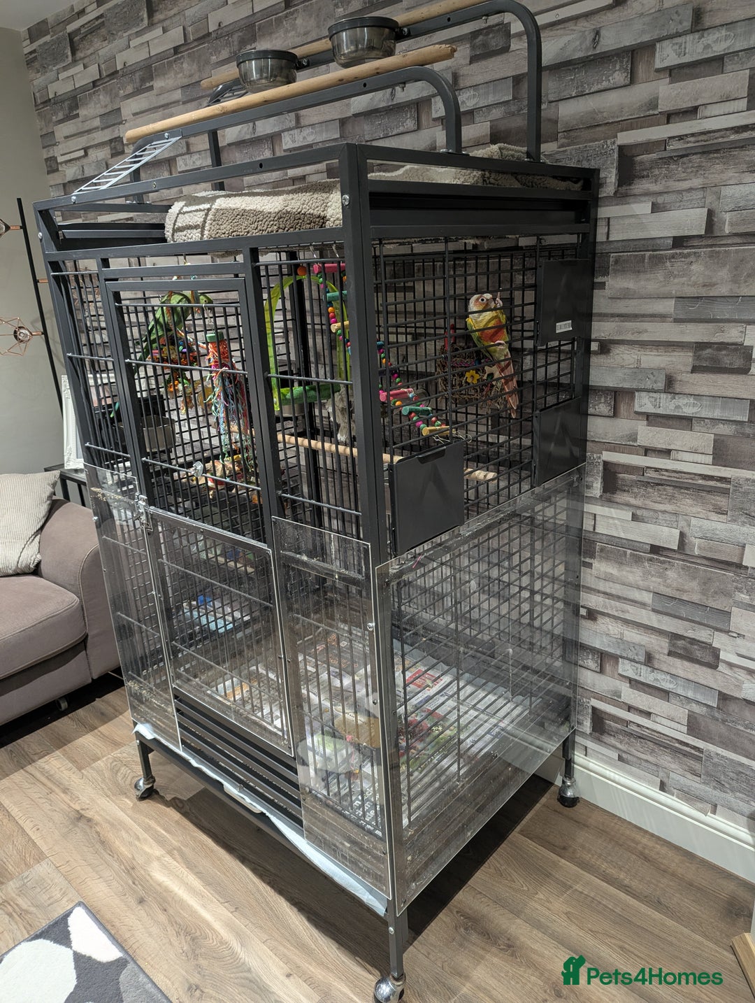 Parakeets birds for sale: Male ringneck parakeet & Female conure parakeet   - Image 8