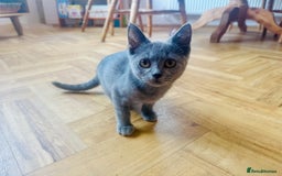British Shorthair cats for sale: Adorable BSH kittens  - Image 2