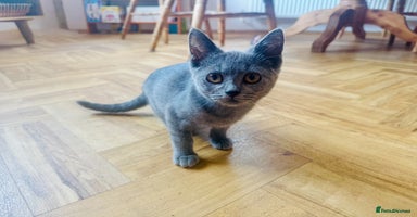British Shorthair cats - Advert 5