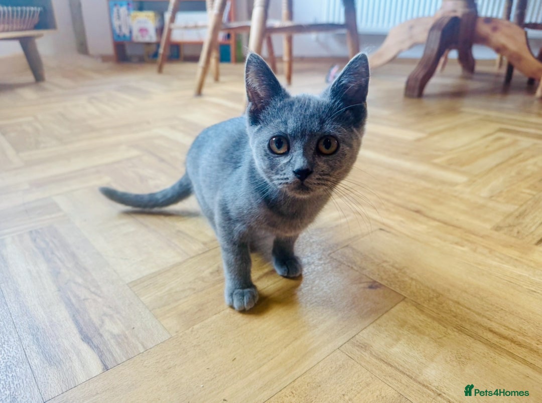 British Shorthair cats for sale: Adorable BSH kittens  - Image 2