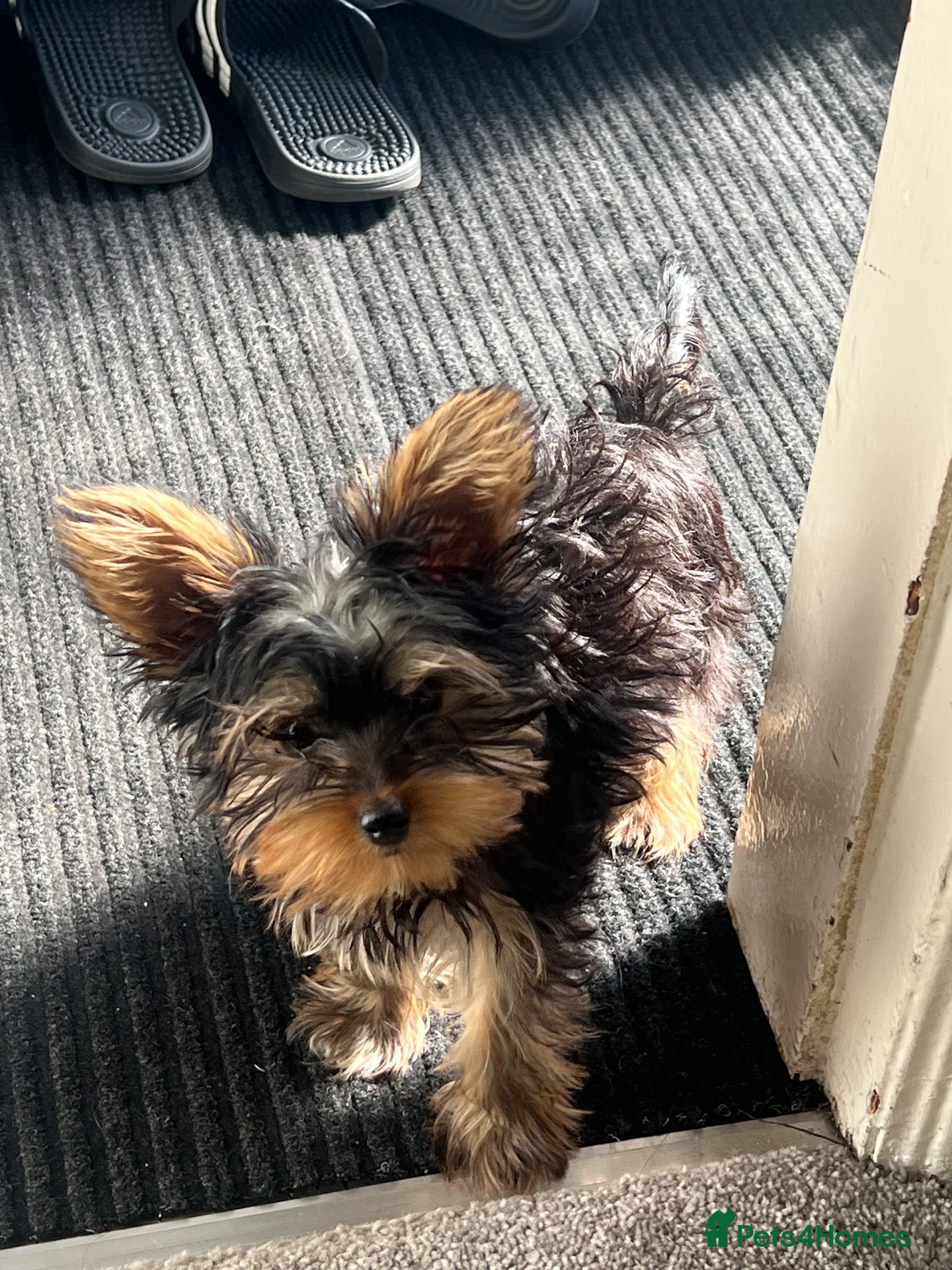Yorkshire Terrier dogs Mini Yorkshire 4 months old  - Advert 1