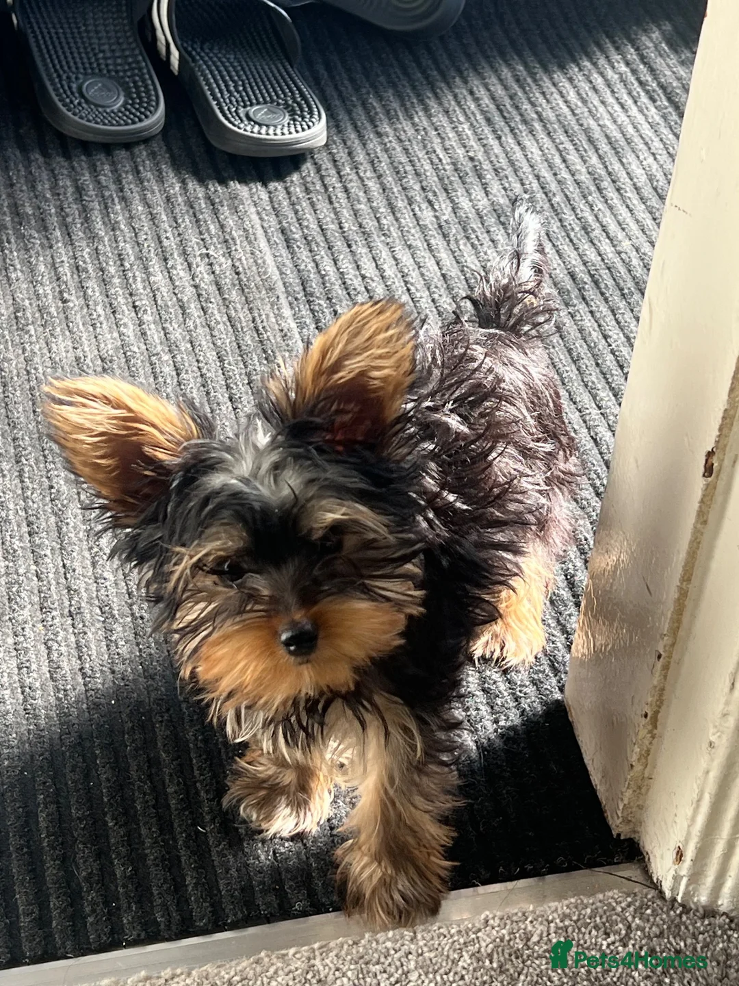 Yorkshire Terrier dogs for sale: Mini Yorkshire 4 months old  - Advert 1