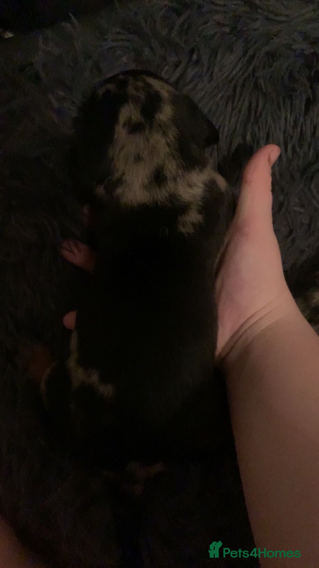 Dachshund dogs for sale: Beautiful Litter Standard Smooth Dachshunds - Advert 6