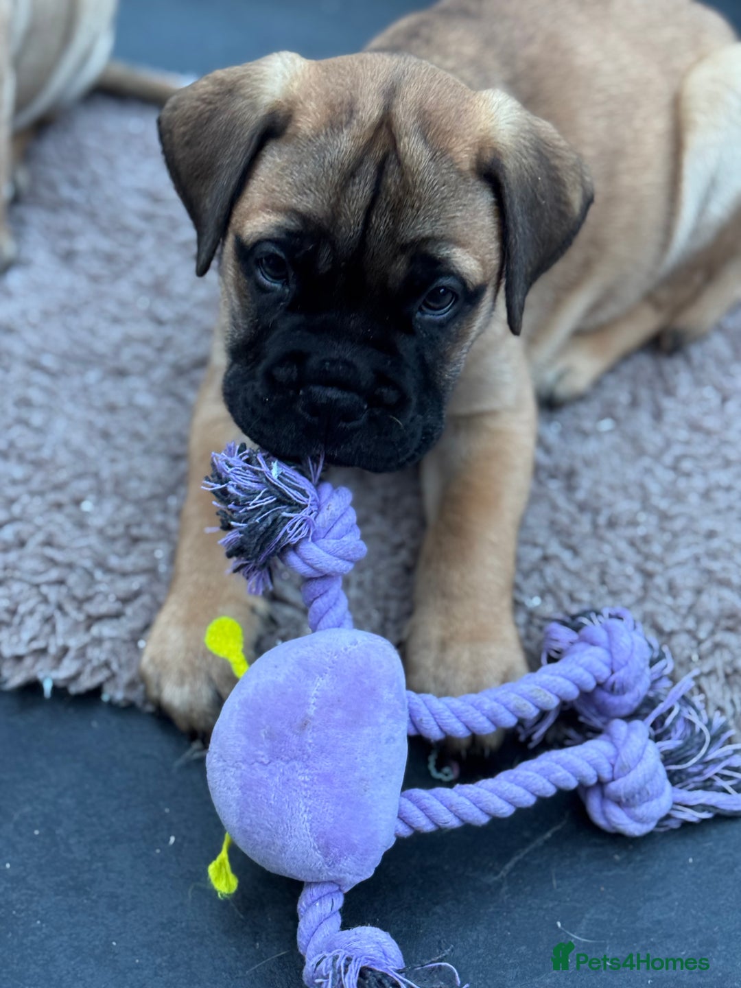 Bullmastiff dogs for sale: Beautiful Pedigree Puppies - Advert 20