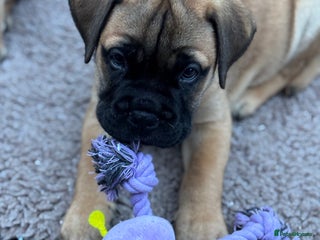 Bullmastiff dogs Beautiful Pedigree Puppies - Advert 5