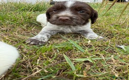 Cocker Spaniel dogs for sale: Extensively Health Tested KC Registered  - Image 20