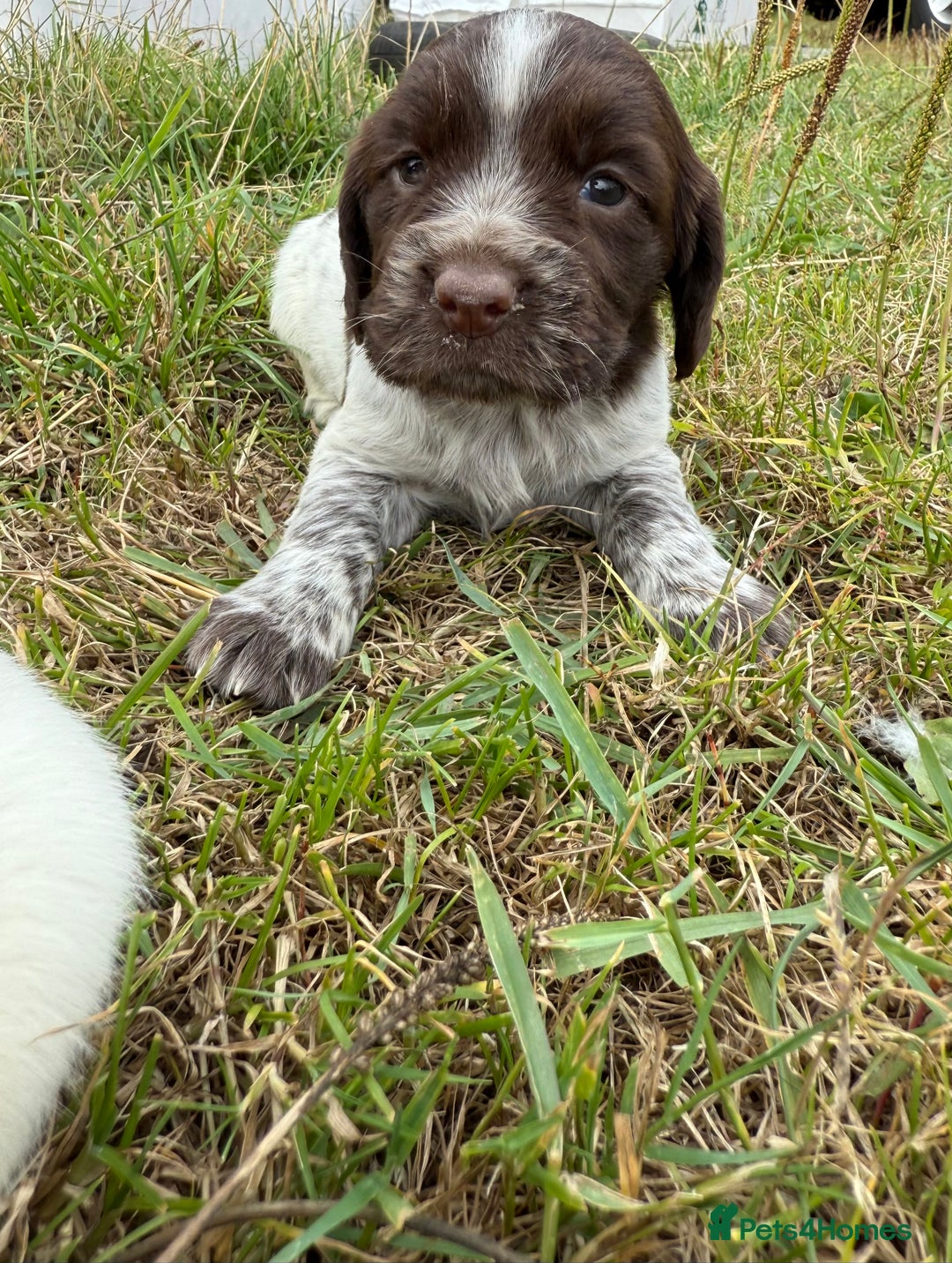 Cocker Spaniel dogs for sale: Extensively Health Tested KC Registered  - Image 20