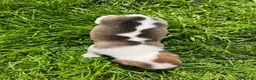 Jack Russell dogs for sale: Jack Russell Terrier 4 pedigree puppies in Newcastle upon Tyne - Advert 9