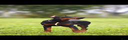 Dobermann dogs for sale: European import un-nuetered dobermann female, - Advert 2