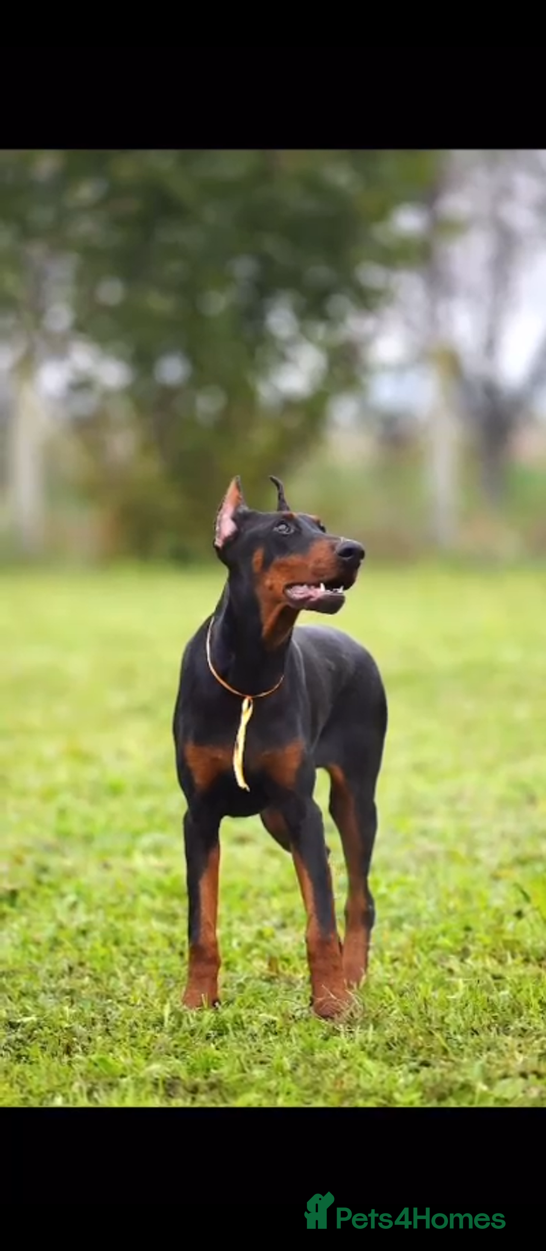 Dobermann dogs for sale: European import un-nuetered dobermann female, - Advert 2