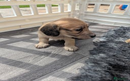Dachshund dogs for sale: Long haired miniature Dachshunds  - Image 24