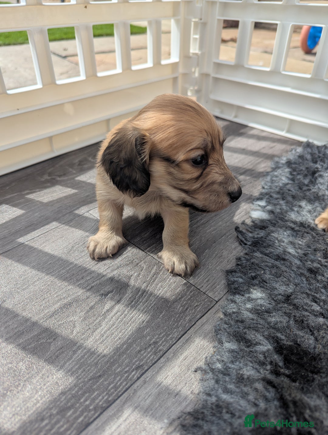 Dachshund dogs for sale: Long haired miniature Dachshunds  - Image 24