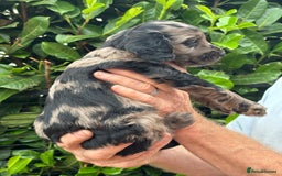 Cockapoo dogs for sale: DNA clear / Licensed Breeder for peace of mind  - Image 23