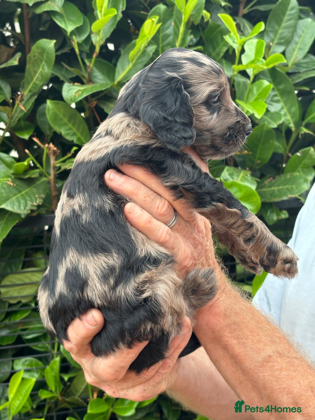 Cockapoo dogs for sale: DNA clear / Licensed Breeder for peace of mind  - Image 23