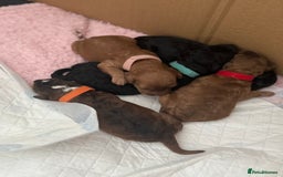 Mixed Breed dogs for sale: 5 Beautiful Cavapoo / Cockapoo puppies  - Image 2