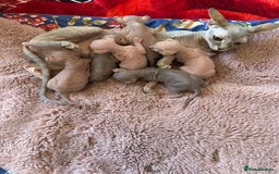 Sphynx cats for sale: Sweet Sphynx Kitten Looking for a Forever Home 🐾 - Image 9