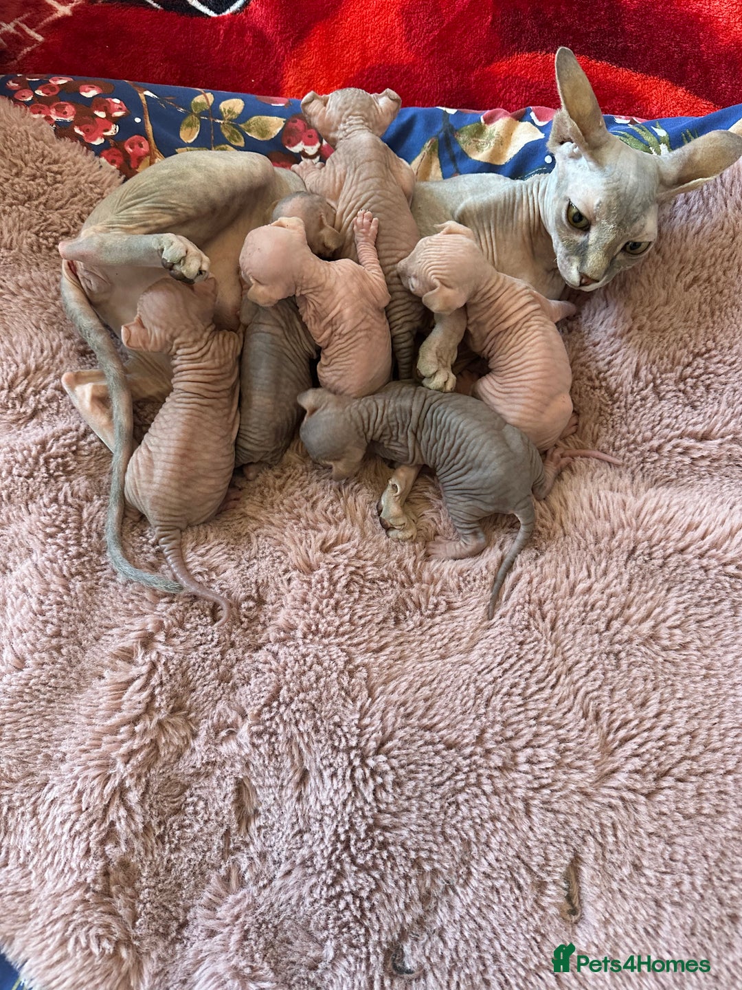 Sphynx cats for sale: Sweet Sphynx Kitten Looking for a Forever Home 🐾 - Image 9