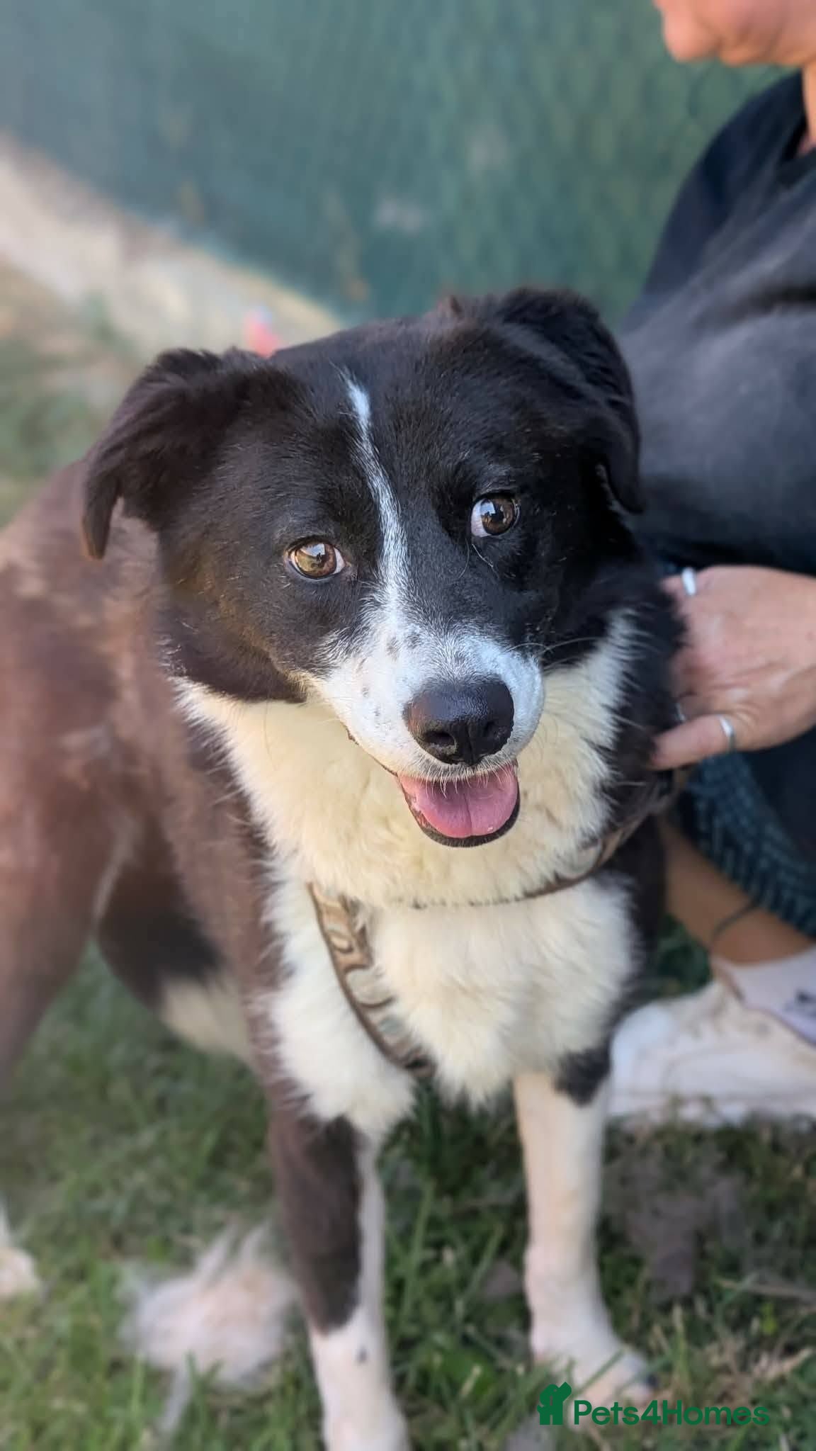 Mixed Breed dogs Jazz for adoption - Advert 1