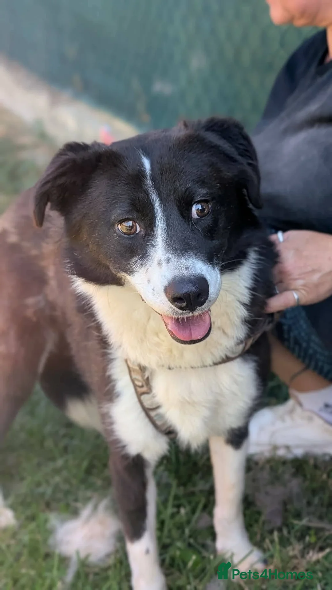 Mixed Breed dogs for adoption: Jazz for adoption in Leigh-on-Sea - Advert 1