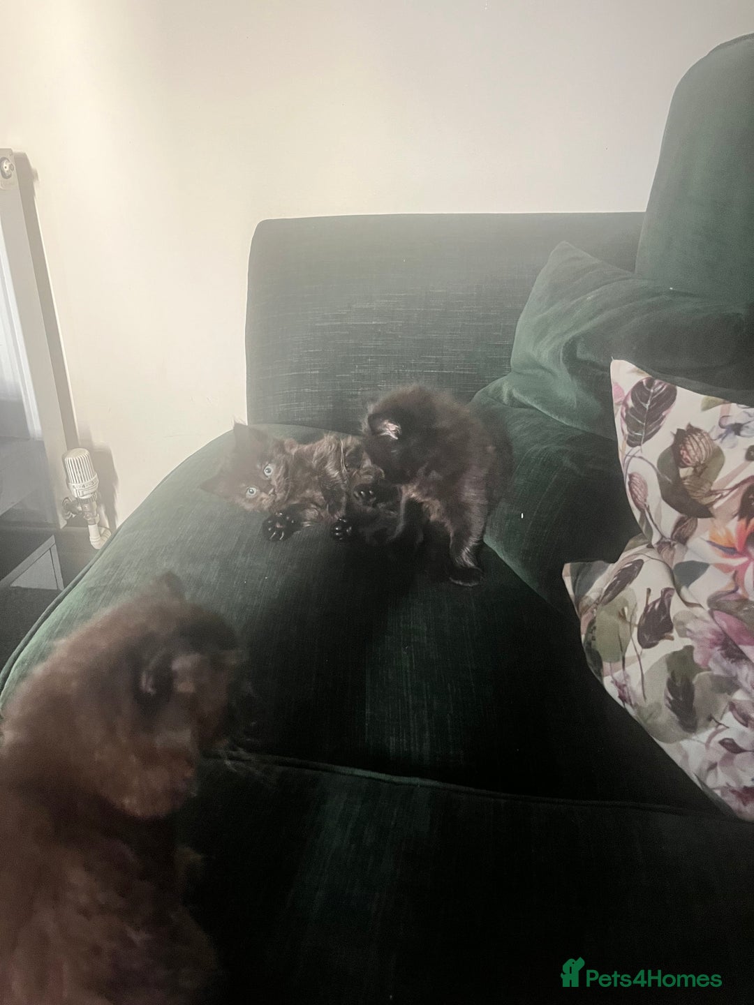 Mixed Breed cats for sale: 3 beautiful kitten looking for a loving new home   - Advert 4