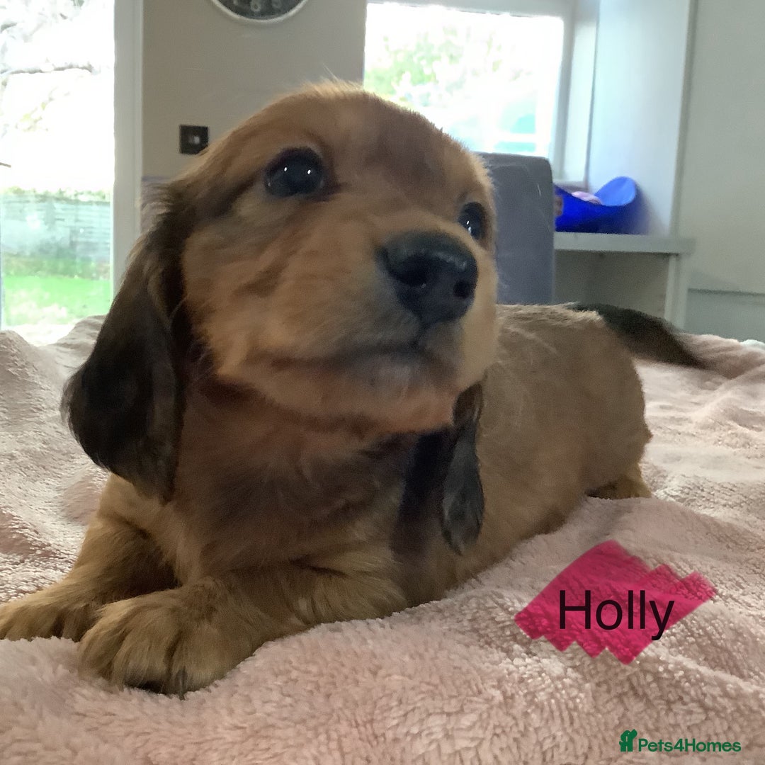 Miniature Dachshund dogs for sale: PRA Clear Mini Longhair Dachshund Pups Cream Red.. - Advert 26