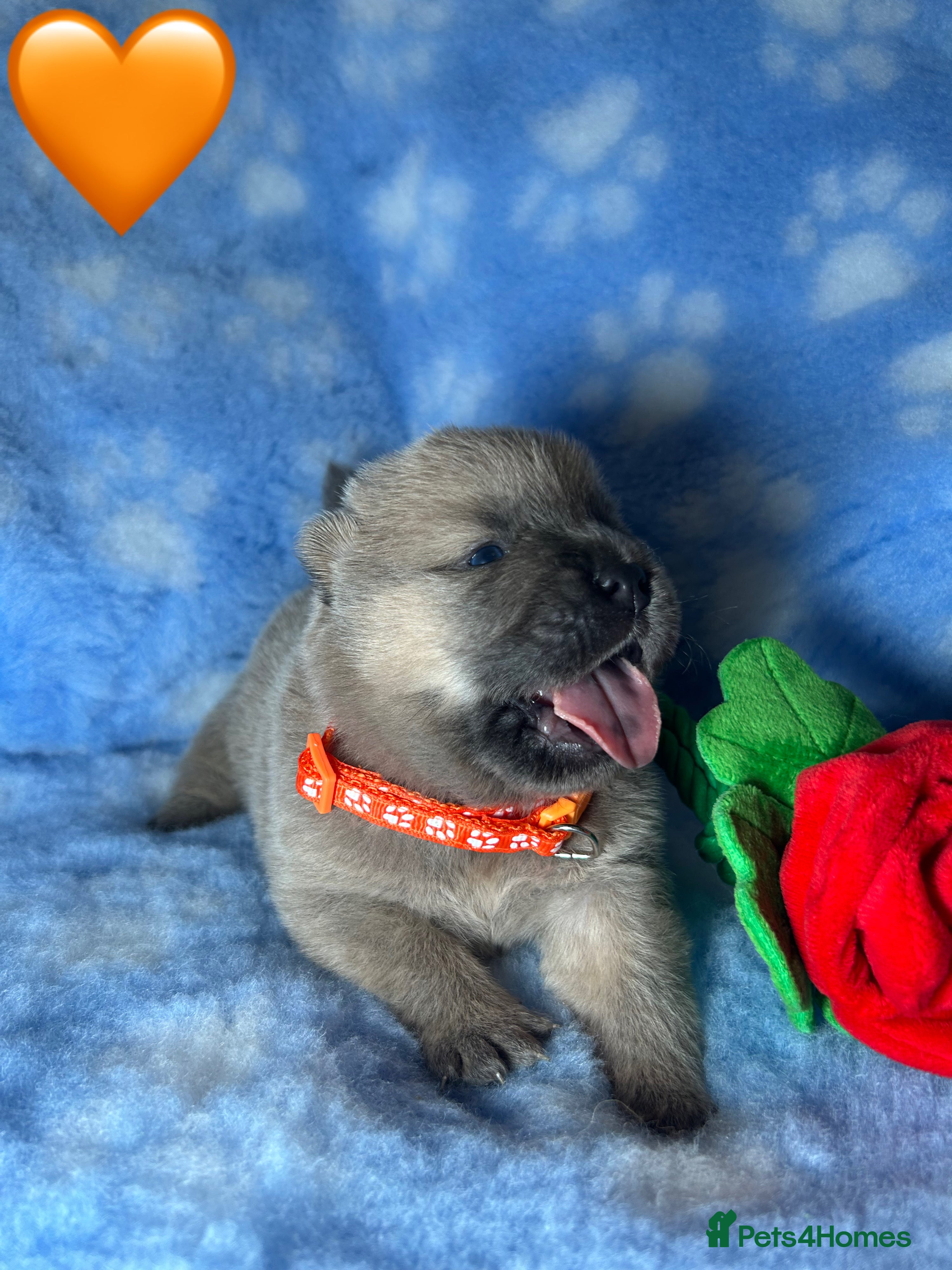 Chow Chow dogs 7 Stunning Chow Chow Puppies - Advert 7