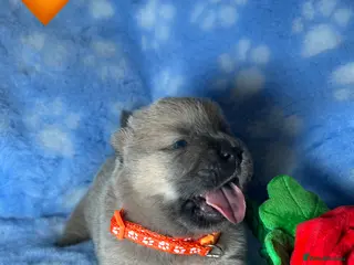 Chow Chow dogs 7 Stunning Chow Chow Puppies - Advert 7