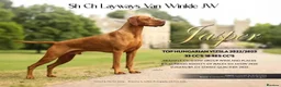 Hungarian Vizsla dogs for sale: Beautiful Hungrian Vizsla Pups for sale - Advert 8
