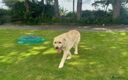 Mixed Breed dogs for sale: WOLFADOODLE F1B REVERSE. IRISH WOLFHOUND X  - Advert 11