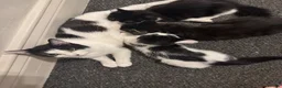 Mixed Breed cats for sale: Male and Female Kittens - Advert 23