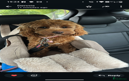 Cavapoo dogs for sale: Rare extensively health tested F1 cavapoos  - Image 36