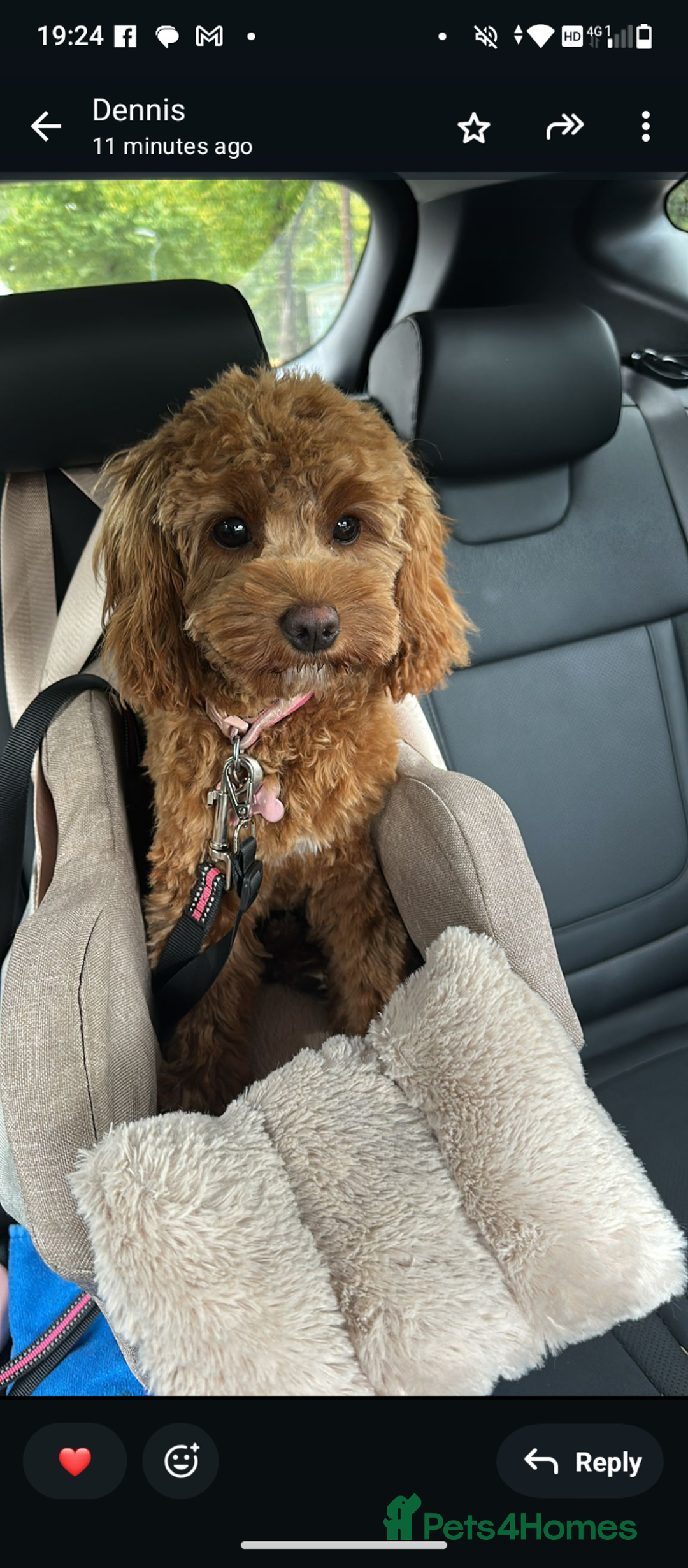 Cavapoo dogs for sale: Rare extensively health tested F1 cavapoos  - Image 36