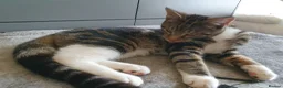 Maine Coon cats for sale: Maine coon cross kitten - Advert 7