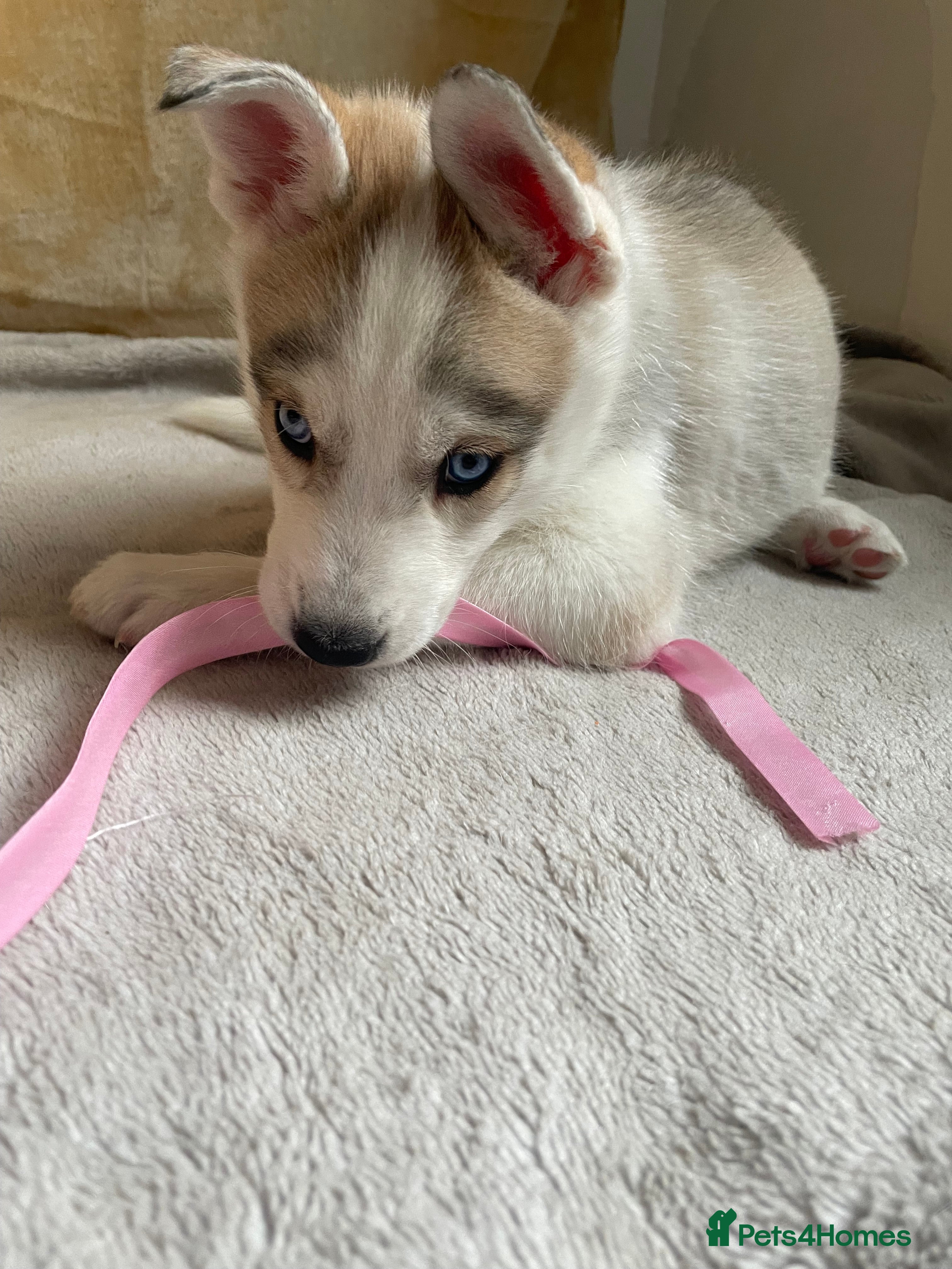 Siberian Husky dogs Siberian Husky Puppies  - Advert 3