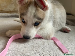 Siberian Husky dogs Siberian Husky Puppies - Advert 3