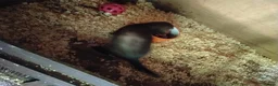 Ferret rodents for sale: Male and female ferrets  - Advert 2