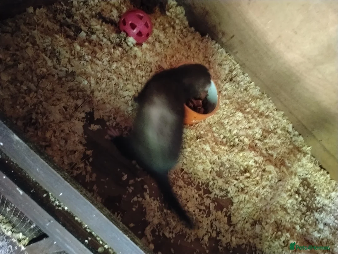 Ferret rodents for sale: Male and female ferrets  - Advert 2