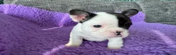 French Bulldog dogs for sale: STUNNING FRENCH BULLDOG PUPPIES - Advert 16