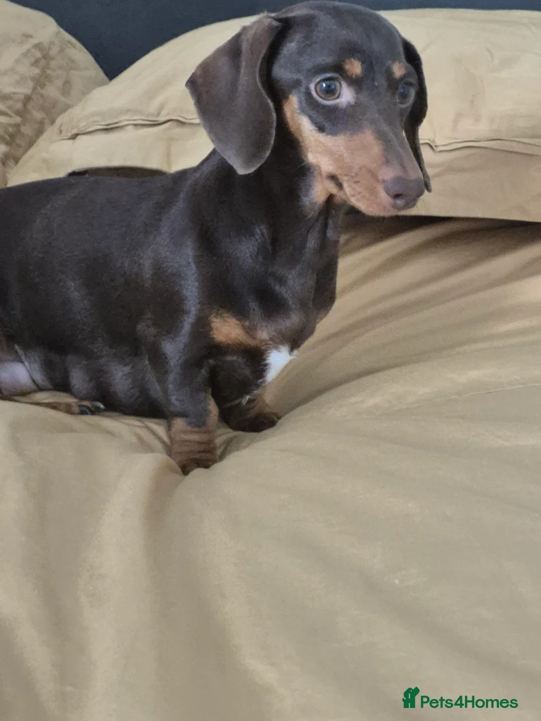 Miniature Dachshund dogs for sale: Miniture dachshund smooth hair puppies  - Advert 14