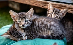 Bengal cats for sale: Gorgeous kittens, Wild-Patterned, Stunning Looks - Image 39