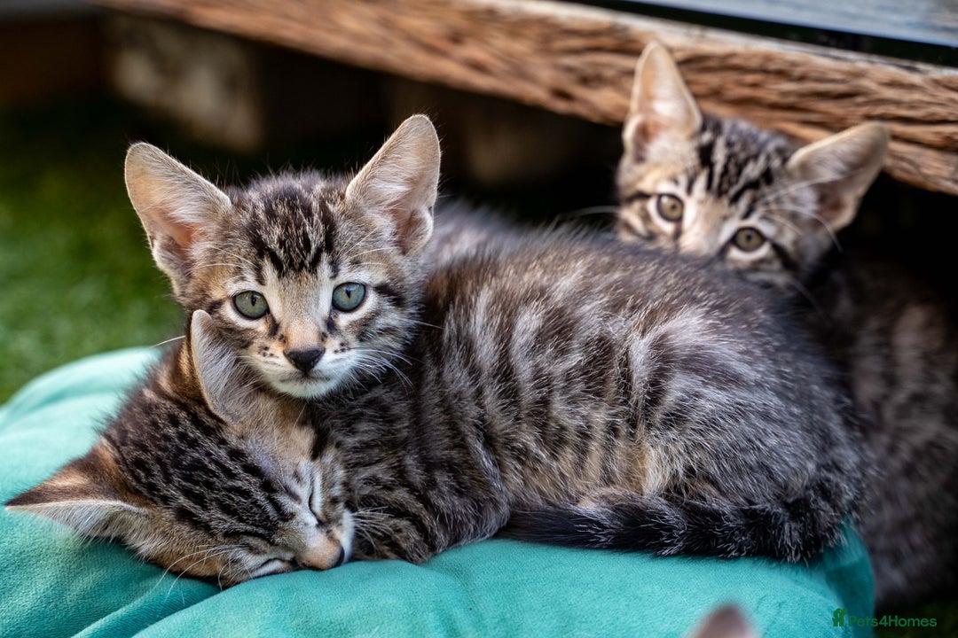 Bengal cats for sale: Gorgeous kittens, Wild-Patterned, Stunning Looks - Image 39