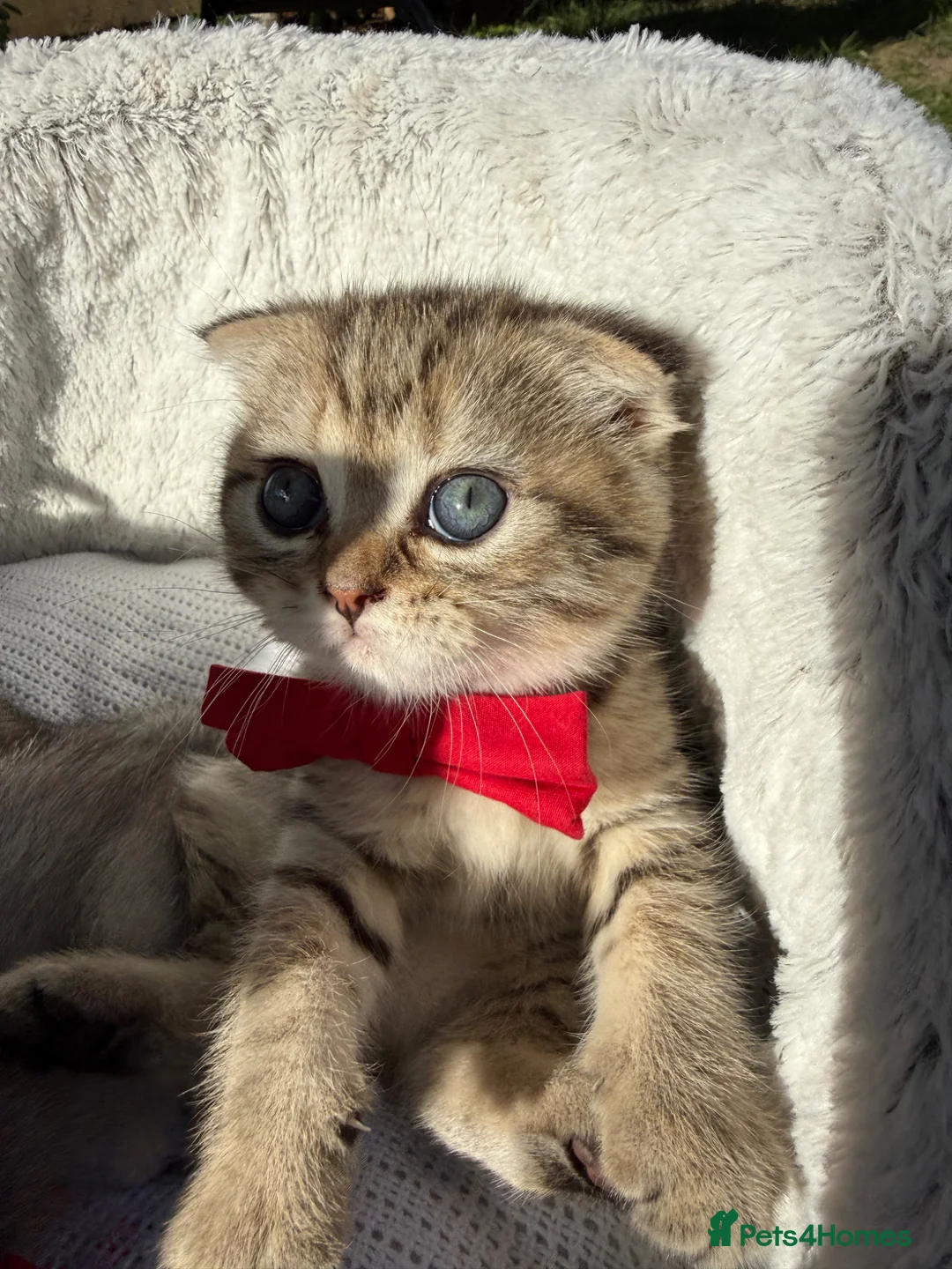 Scottish Fold cats for sale: Scottish Fold - Advert 2