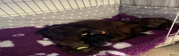 Cocker Spaniel dogs for sale: KC REGISTERED WOKRING COCKER SPANIEL PUPS  - Advert 10