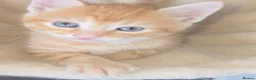 Mixed Breed cats for sale: Beautiful ginger boy kitten - Advert 2