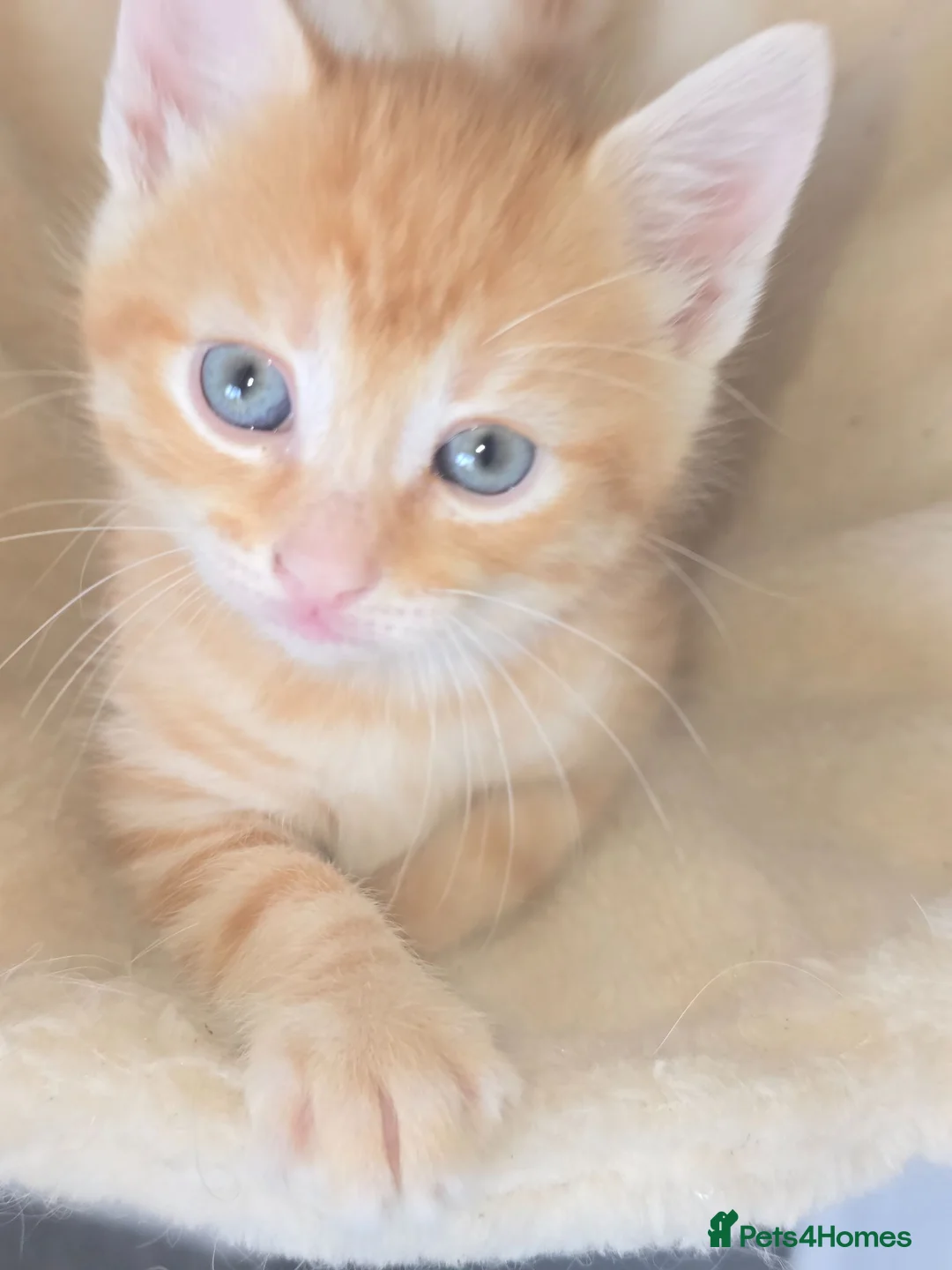 Mixed Breed cats for sale: Beautiful ginger boy kitten - Advert 2