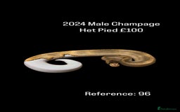 Python Snake reptiles for sale: Various 2025 & 2024 Pied Ball Pythons Royal Snake - Image 21