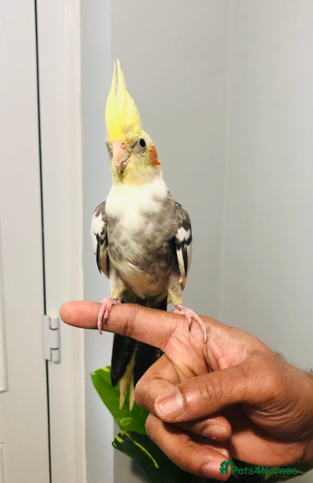 Cockatiels birds for sale: Beautiful young tame cockatiels for sale. - Advert 9