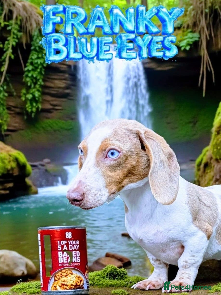 Miniature Dachshund dogs KC STUNNING COLOURED BLUE EYED SMOOTH & LONG COATS - Advert 2