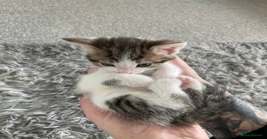 Mixed Breed cats - Advert 13