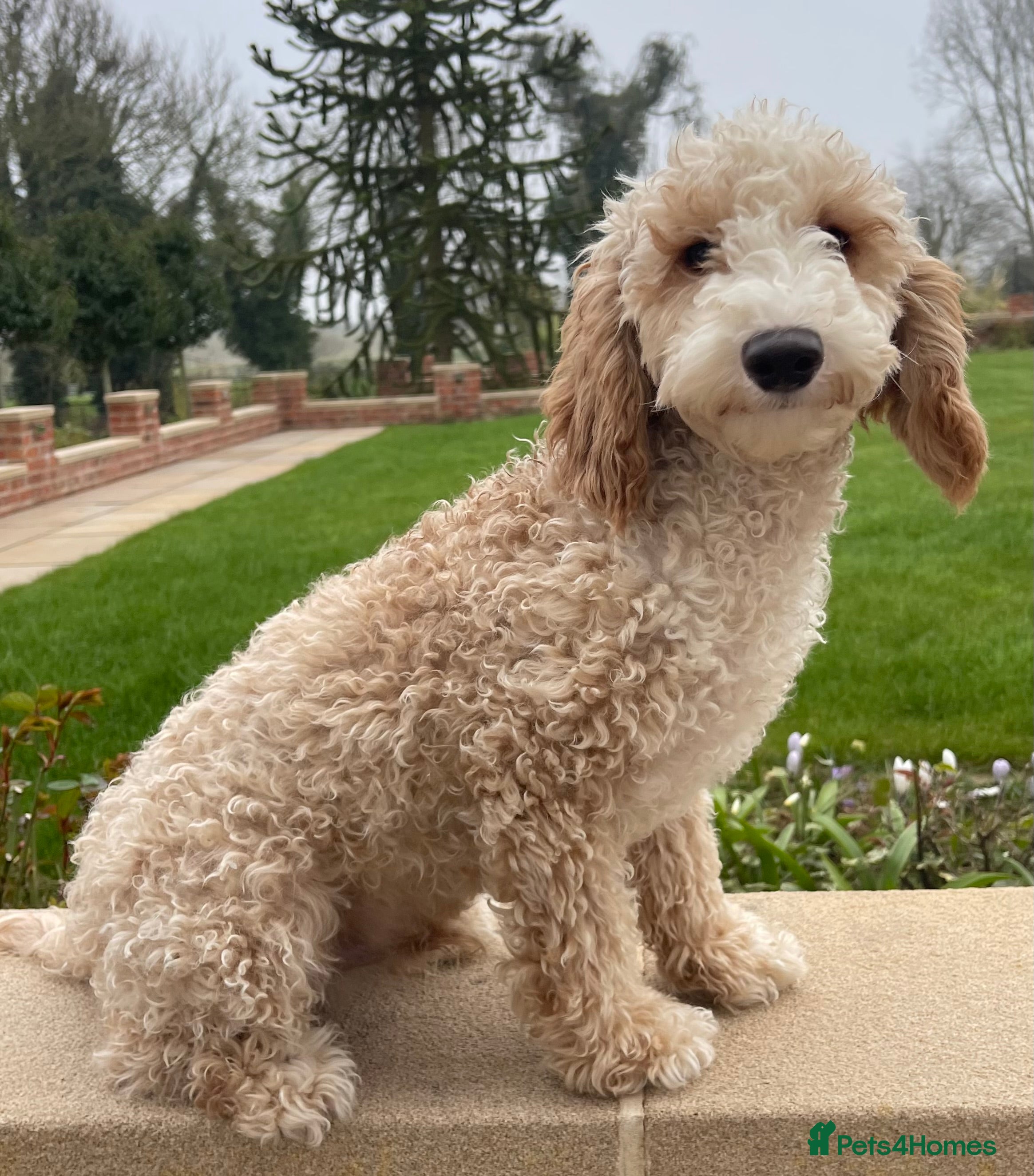 Miniature Poodle dogs Miniature Poodle Stud  in Driffield - Advert 4